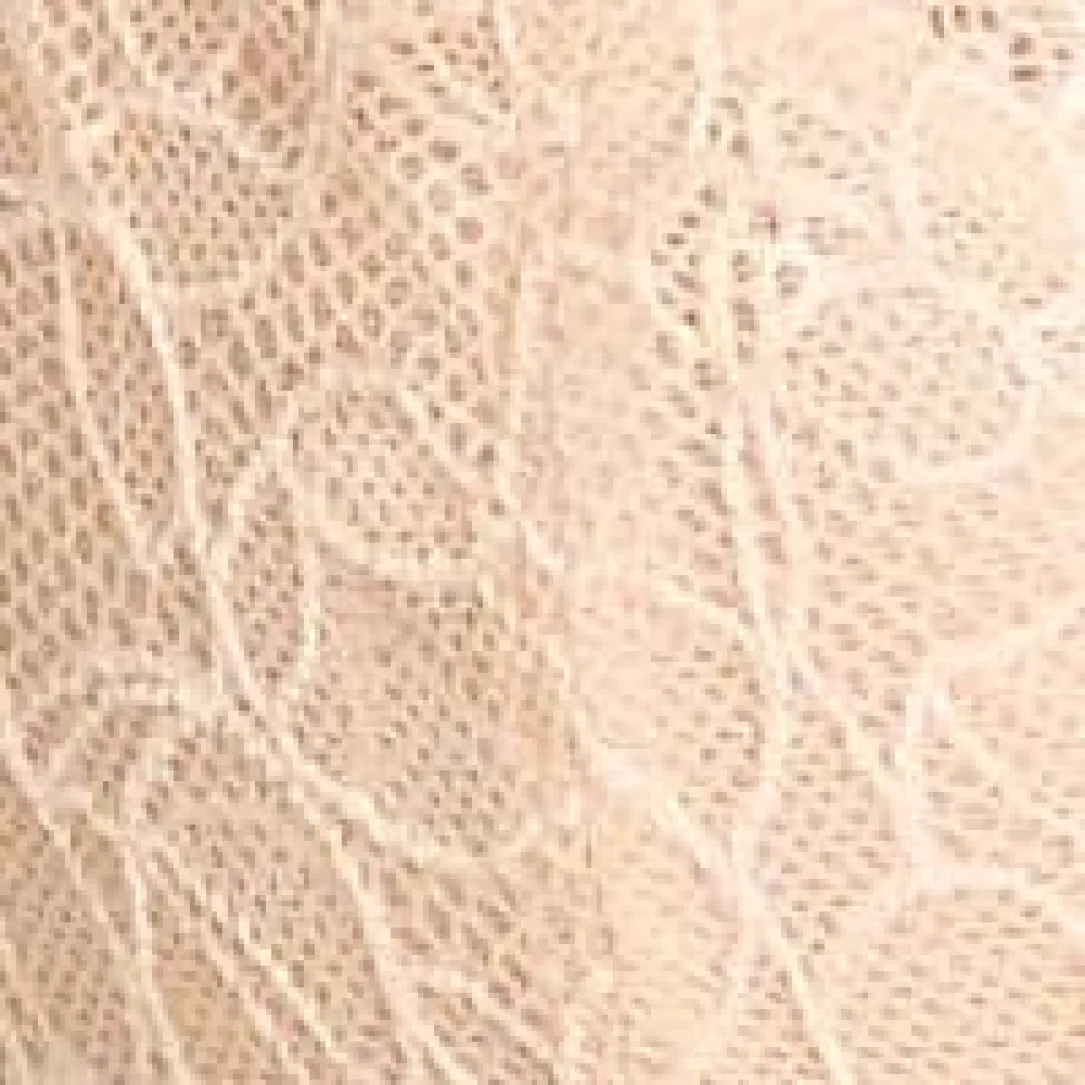 Pila Demi Bra